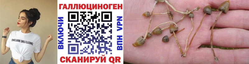 Галлюциногенные грибы Cubensis darknet состав Барнаул